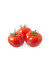 طماطم انزا ١٠ - 1000 جرام  