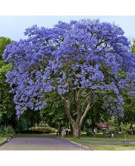 شجرة الجاكرندا 