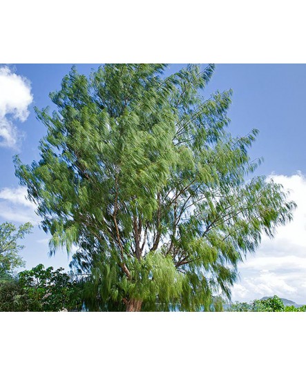 شجرة الجازورينا 