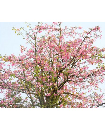 شجرة الكوريزيا 