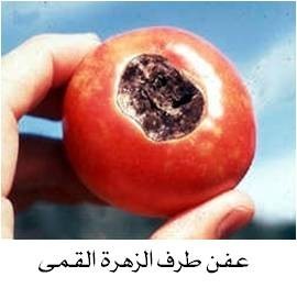 عفن طرف الزهرة القمي