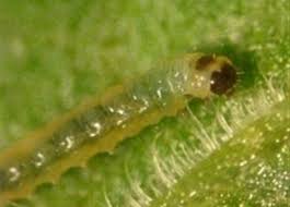 اّفات الطماطم