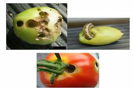 الدودة القارضة