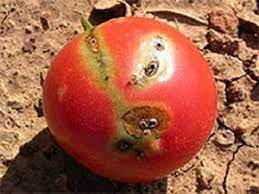 توتا أبسولاتا