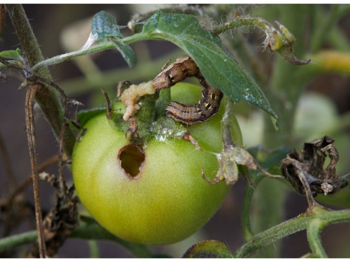 دودة ثمار الطماطم