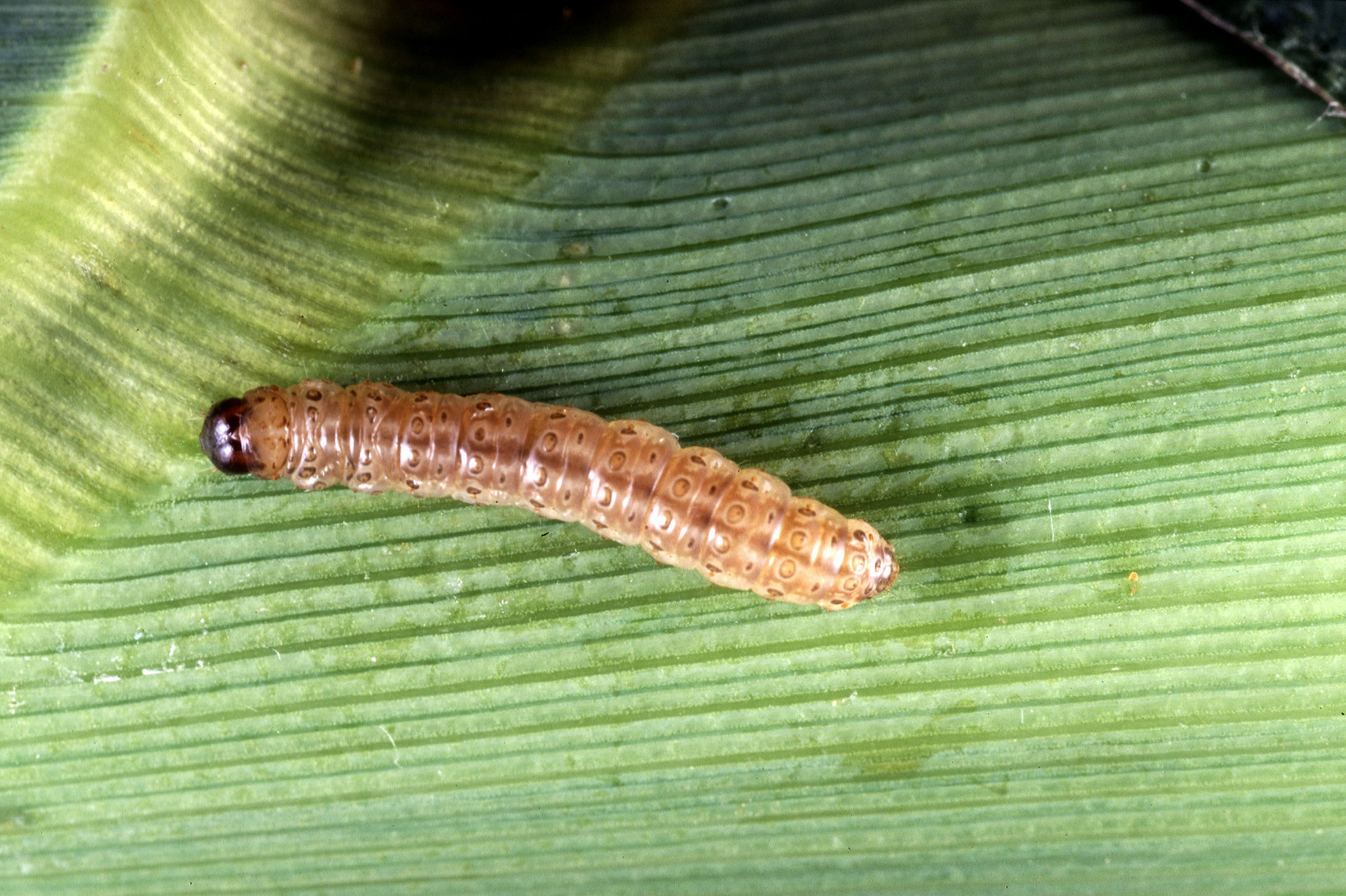 Corn_borer.jpg?1748519908240