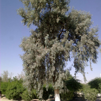 شجرة الكافور