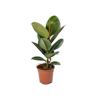 شجيرات فيكس إلستيكا