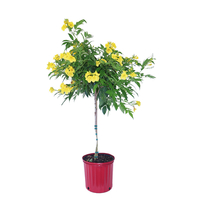 شجيرات تيكوما