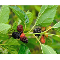 شجرة التوت الأحمر