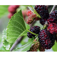 شجرة التوت الأحمر