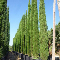 شجرة السرو البلدي