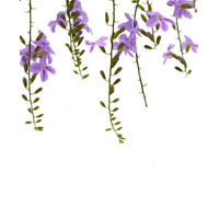 سياج الدورانتا الخضراء