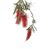 شجيرات فرشاة الزجاج