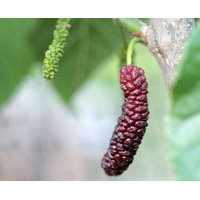 شجرة التوت العماني