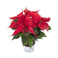 شجيرات بنت القنصل