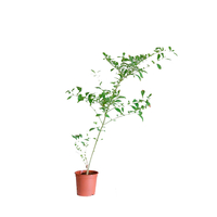 سياج الدورانتا المبرقشه