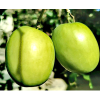 شجرة النبق المطعوم