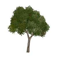 سياج فلفل بورق عريض ( مالطي )