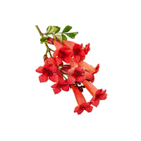 شجيرات تيكوما جراندي فلورا