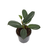 شجيرات فيكس إلستيكا ديكورا