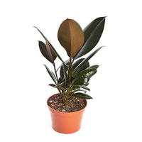 شجيرات فيكس إلستيكا ديكورا