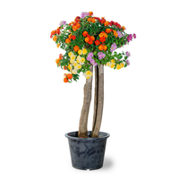 سياج لا نتانا كامارا