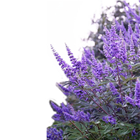 شجيرات كف مريم