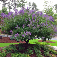 شجيرات كف مريم