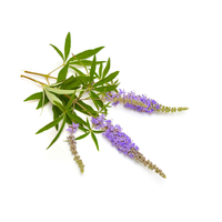 شجيرات كف مريم