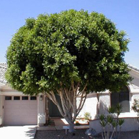 شجيرات فيكس نيتدا