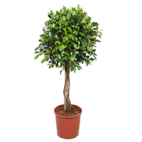 شجيرات فيكس نيتدا