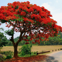 شجرة بوا نسيانا