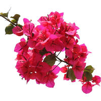 الجهنميه بأنواعها