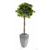 شجيرات فيكس بنجامينا