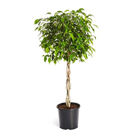 شجيرات فيكس بنجامينا