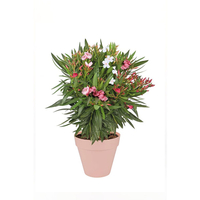 سياج الدفله