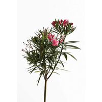 سياج الدفله