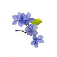 شجيرات بولمباجو