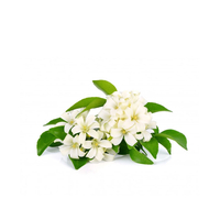 شجيرات الموريا