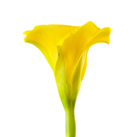 شجيرات التيفتيا