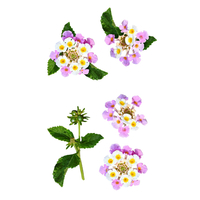 سياج لا نتانا كامارا