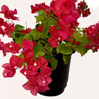 الجهنميه بأنواعها