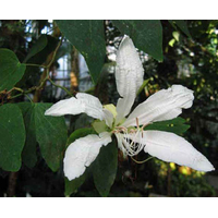 شجرة خف الجمـــل