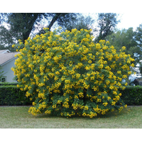 شجرة كاسيا جالوكا