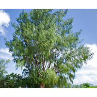 شجرة الجازورينا