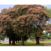 شجرة الكوريزيا