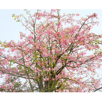 شجرة الكوريزيا