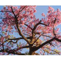 شجرة الكوريزيا