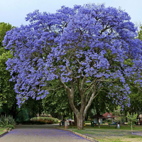 شجرة الجاكرندا